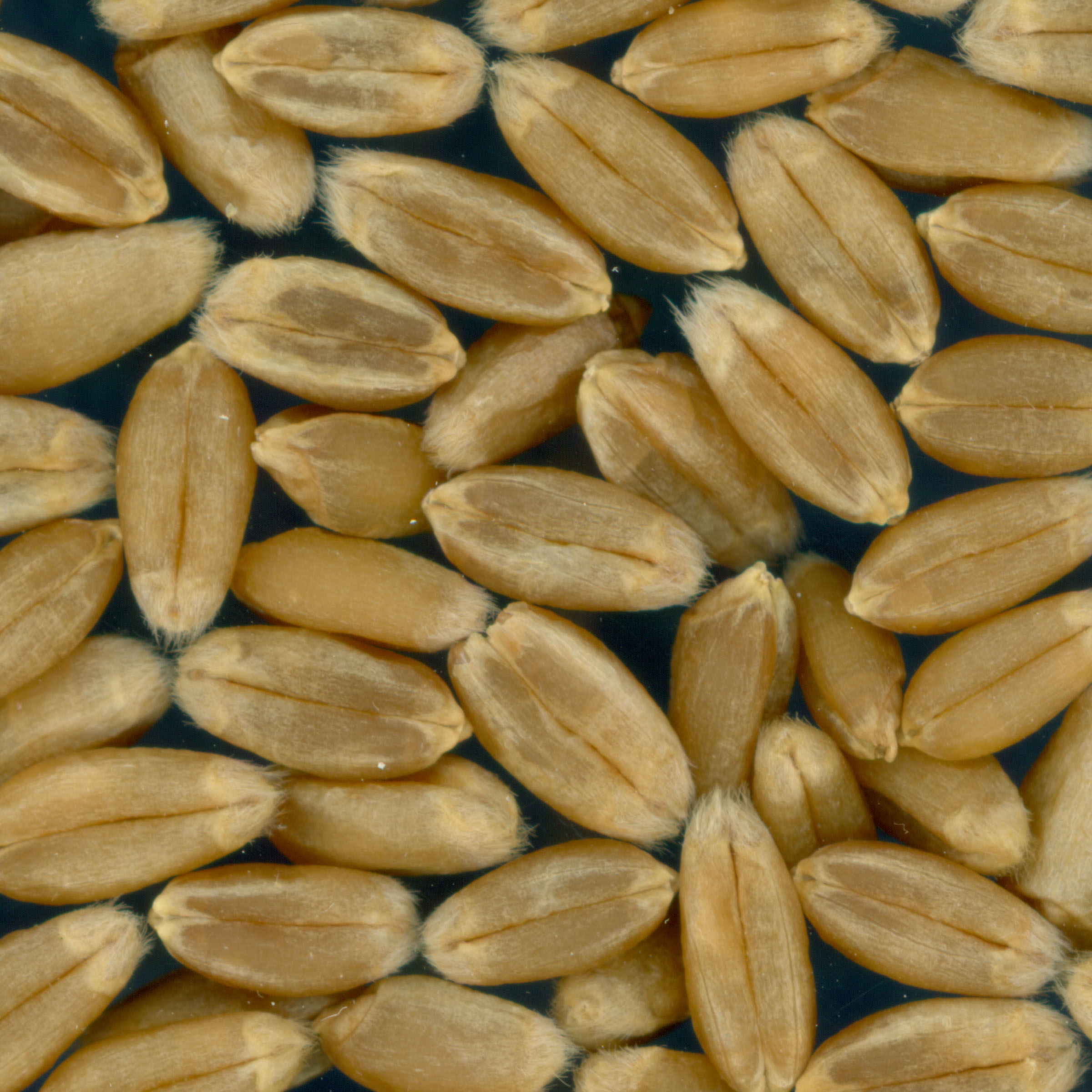 KERNELS